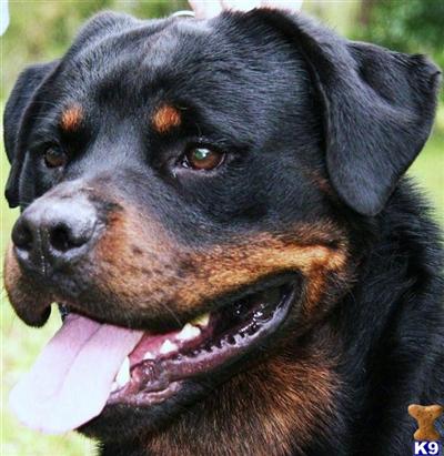 Stud Dogs - Rottweiler